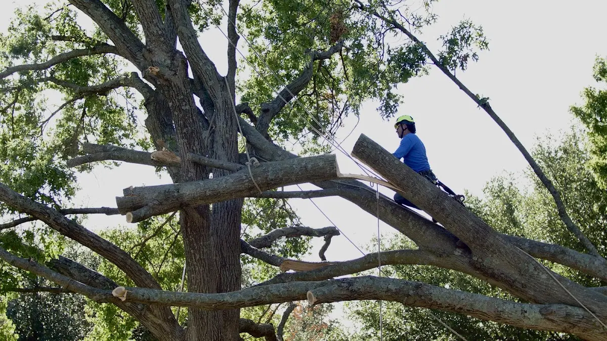 Professional Crown Thinning performed by certified arborists in Hubbard Lake