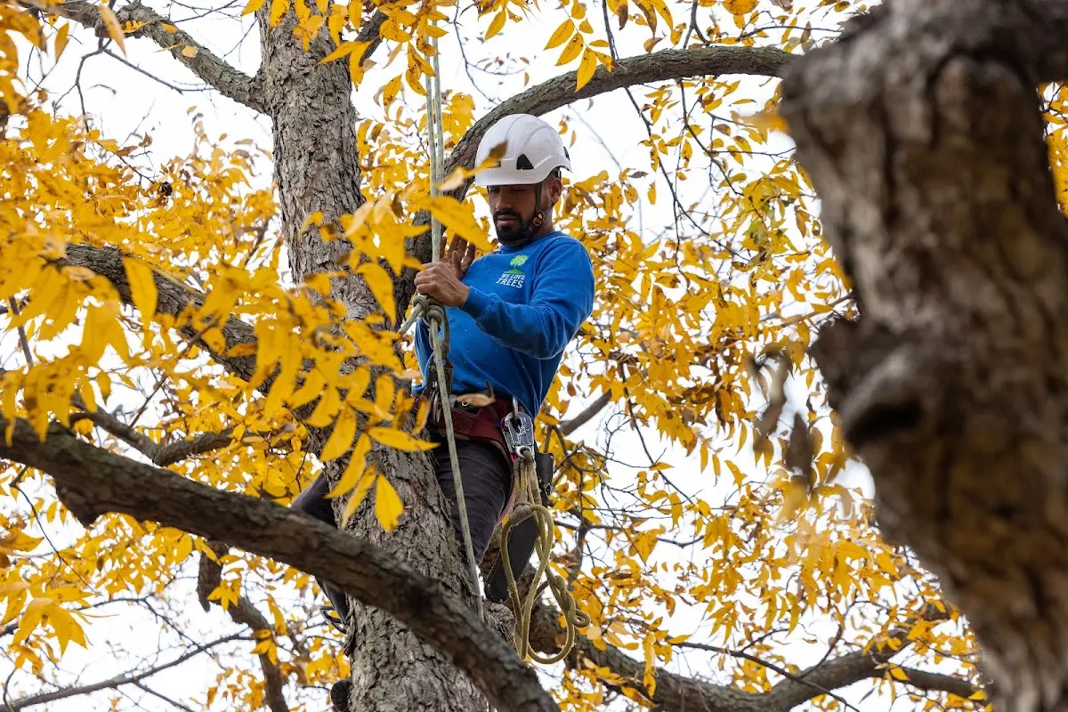 Skilled Tree Planting crew working in Hubbard Lake